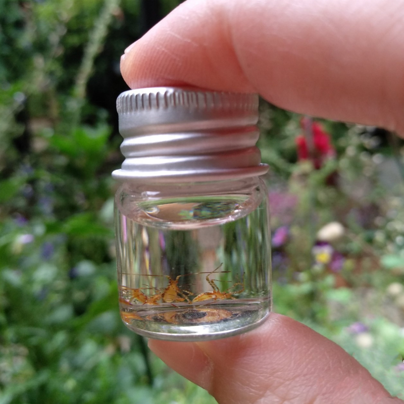 Factory Made 30mm Aluminum Cap Tiny Glass Tube Bottle/tiny Glass Spice Tube/small Vial Tube With Cap for Packaging Factory